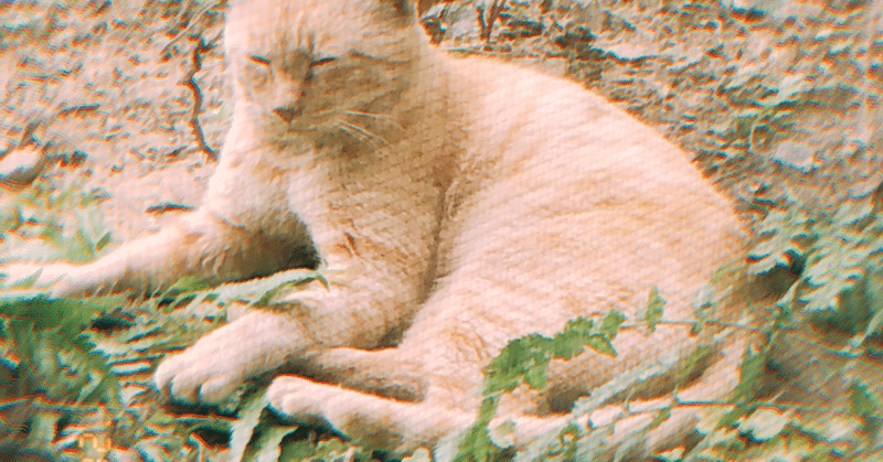 土と虫と蚊取り線香の匂い 黄ウニ Note