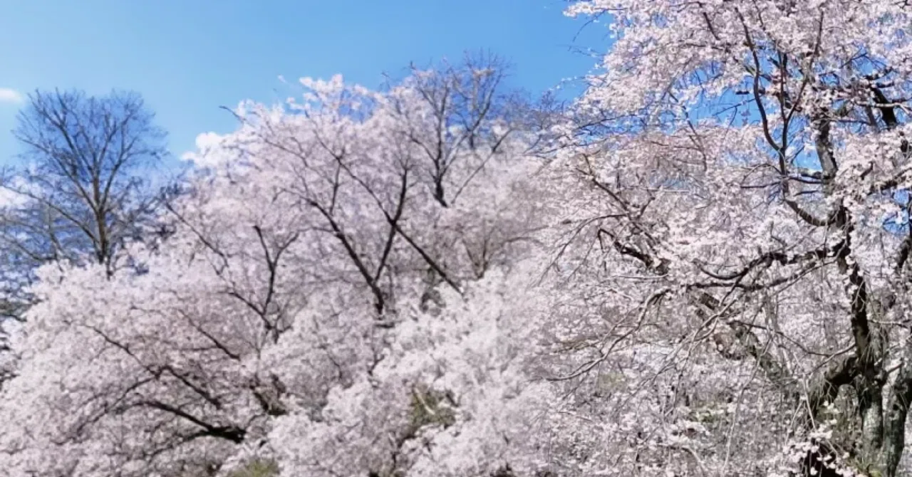 桜を見ていると、少しだけ不安になる理由｜秋初夏生