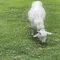 はにお