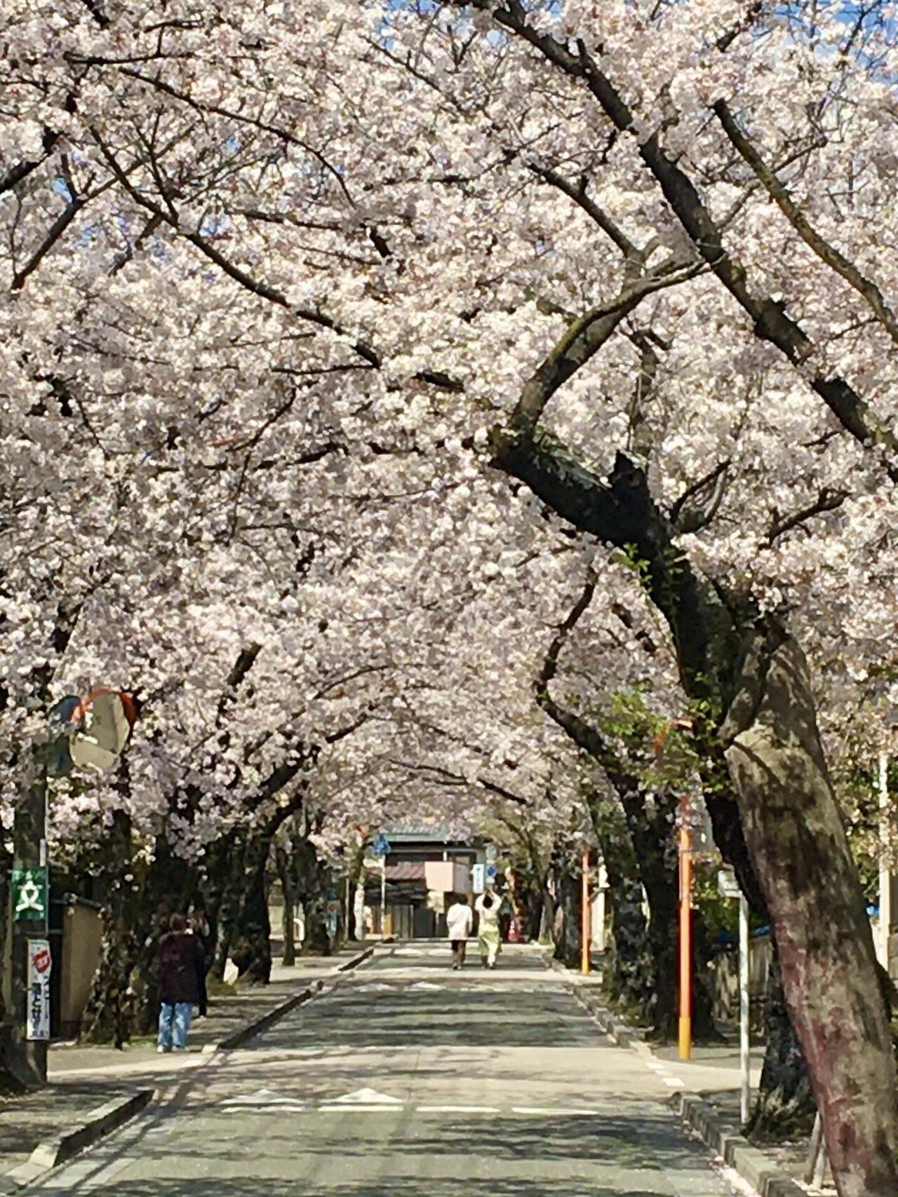 💁咲く桜 散る桜も 倒る桜 1462｜ちゃりれれ【時々ジャイアン】