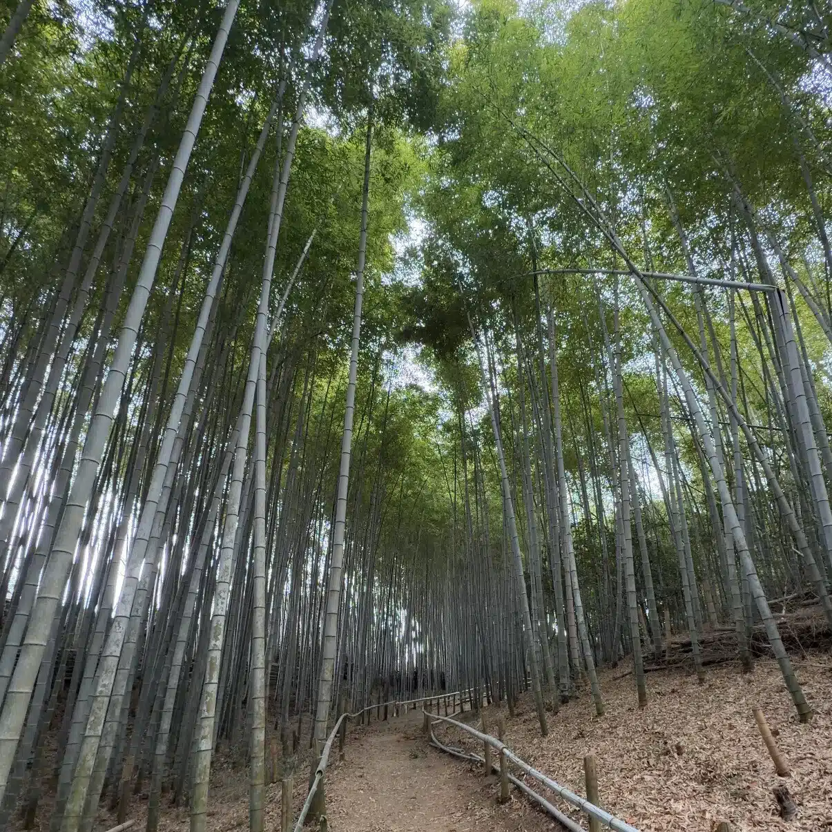 相生山の会