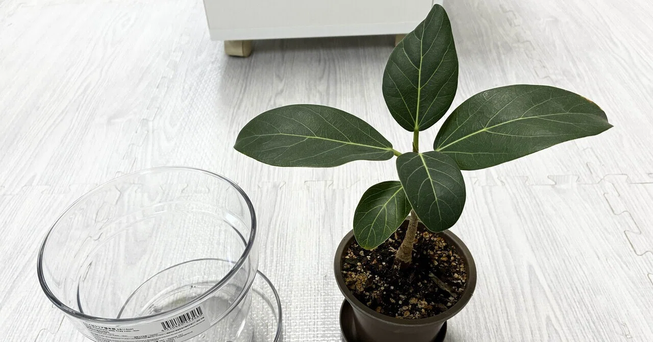 植物日記】フィカスベンガレンシス植え替えました🌱他｜マルー