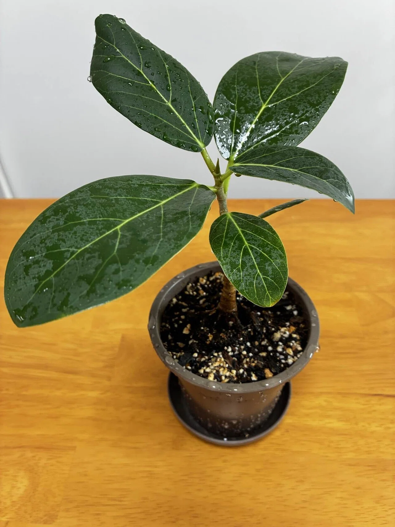 フィカスベンガレンシス 床から165cm程 植物日記】フィカスベンガレンシス植え替えました🌱他｜マルー