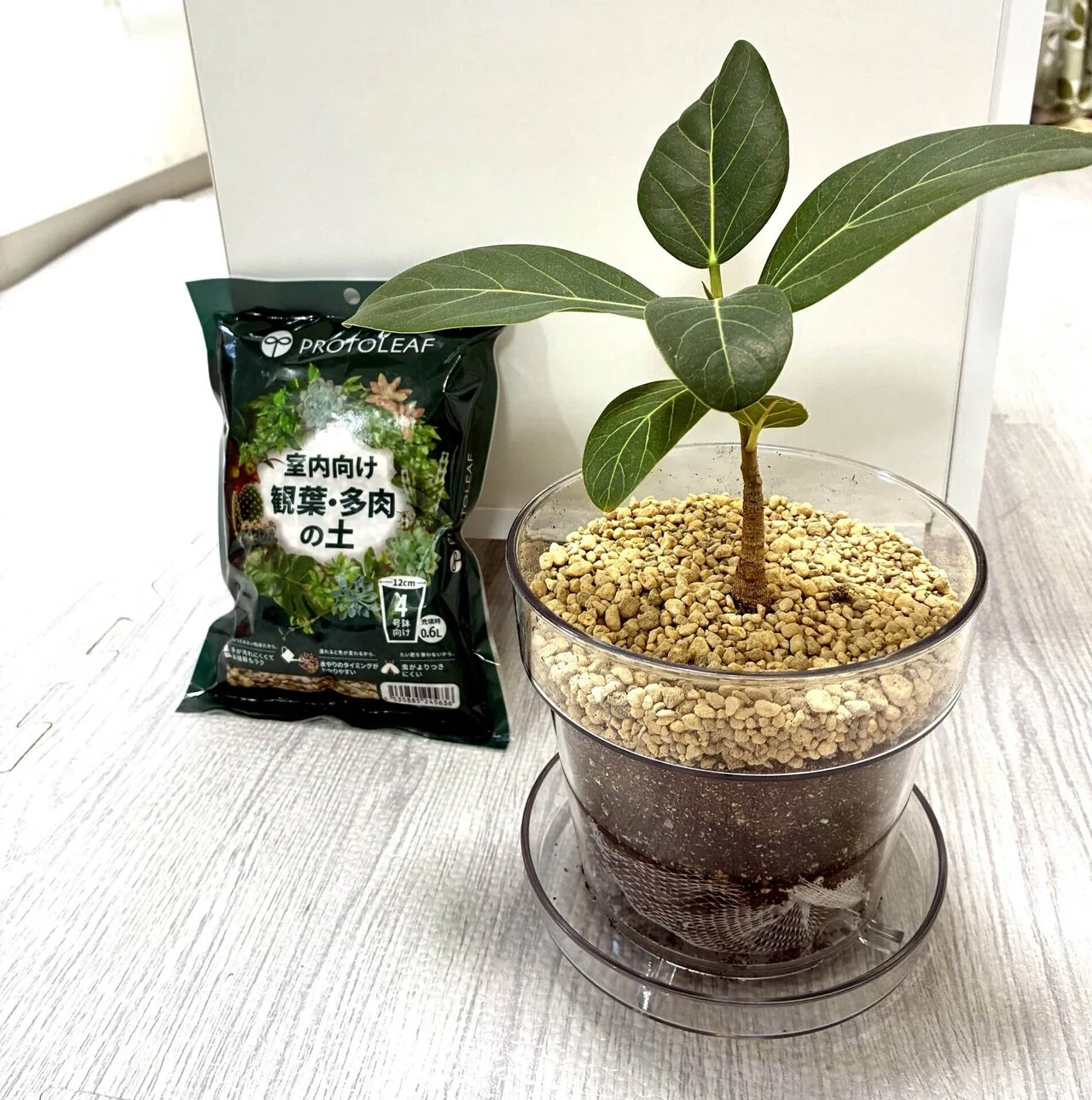 植物日記】フィカスベンガレンシス植え替えました🌱他｜マルー