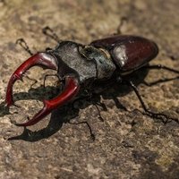 ゴキブリの雑学 Hunterふく Note