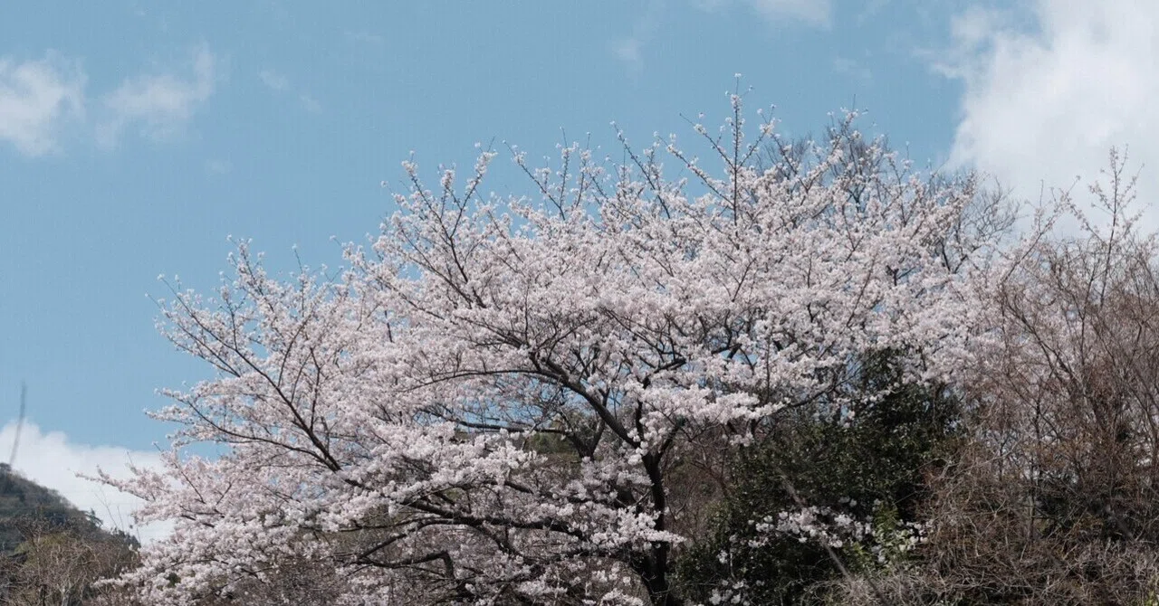 X-E4 - フジのオールドレンズと合わせる｜桜橋