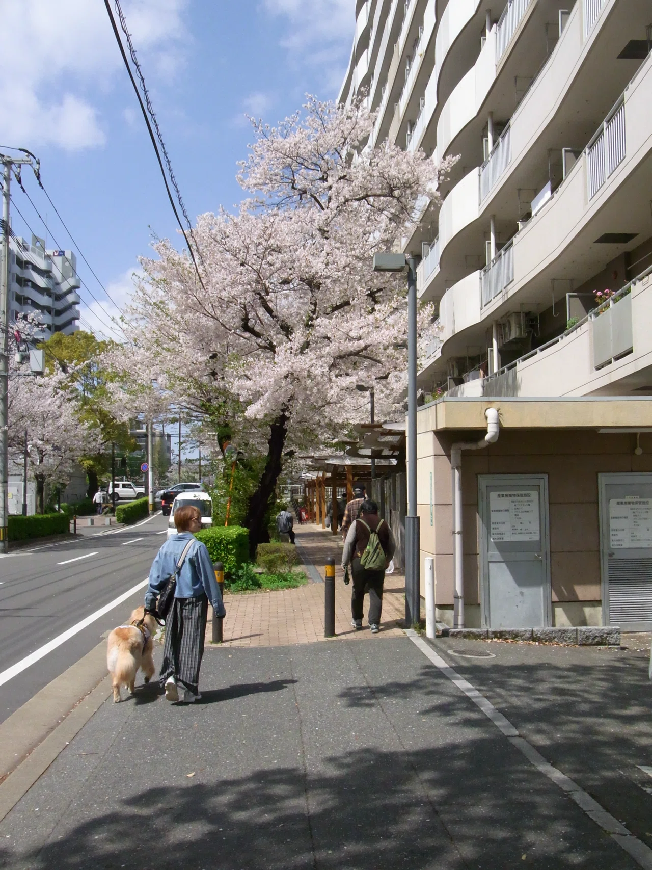RICOH CX1で桜スナップ｜とんすけ