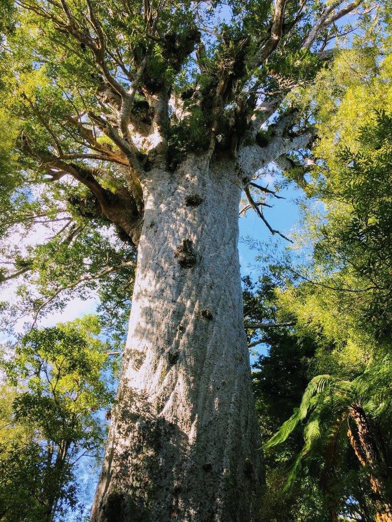 地球を歩く ニュージーランド ワイポウアの森 神秘のマオリの聖地 鮫島卓 Taku Sameshima Note