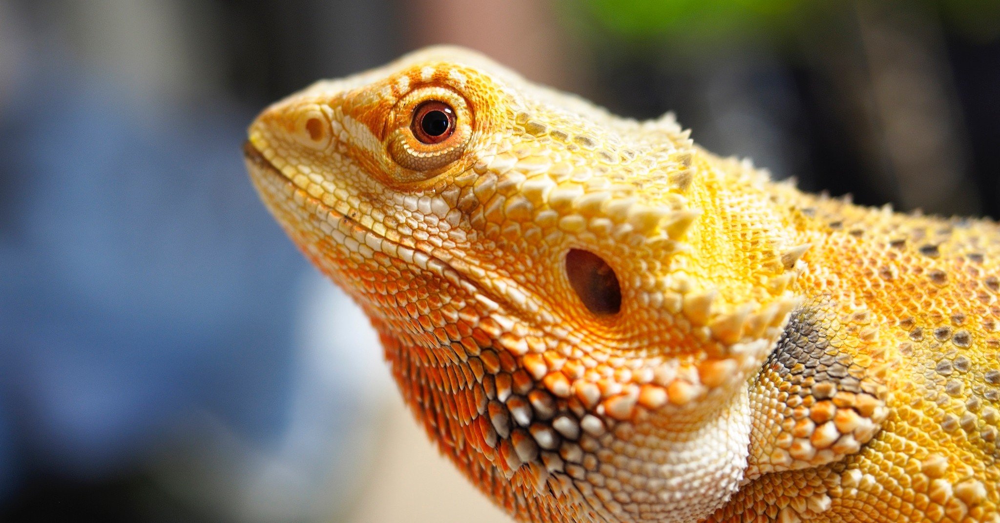 爬虫類を飼うということ Pe110 Note