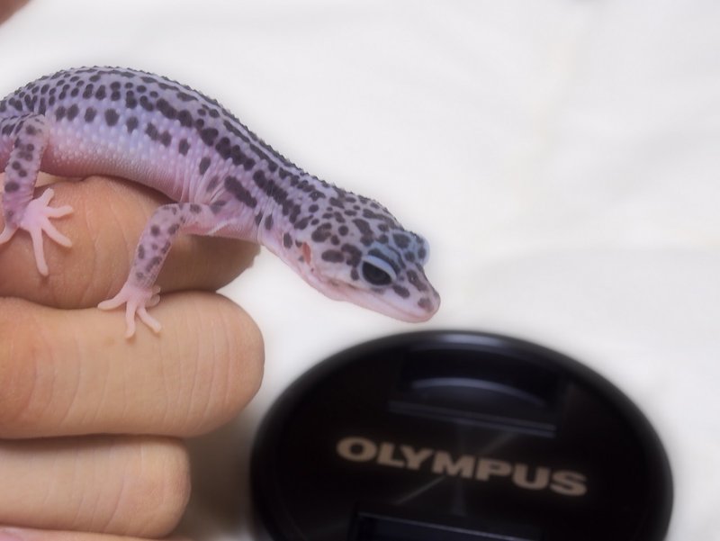 爬虫類を飼うということ Pe110 Note 爬虫類を飼うということ Pe110 Note