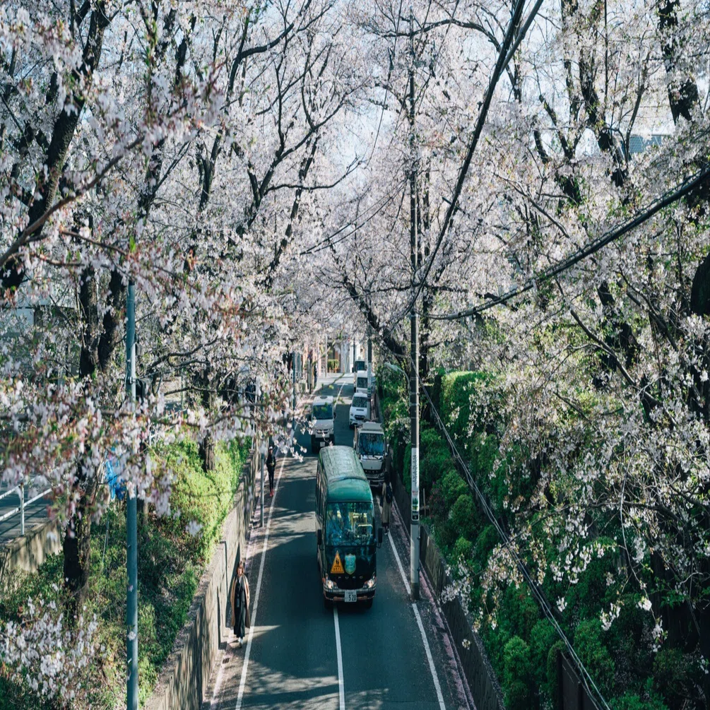 ゆっくり　803530 オプションお写真2枚目掲載 桜散り 時も溶けてく 春の宵 Z5II / Zf / M11-P｜幽霊のカメラ
