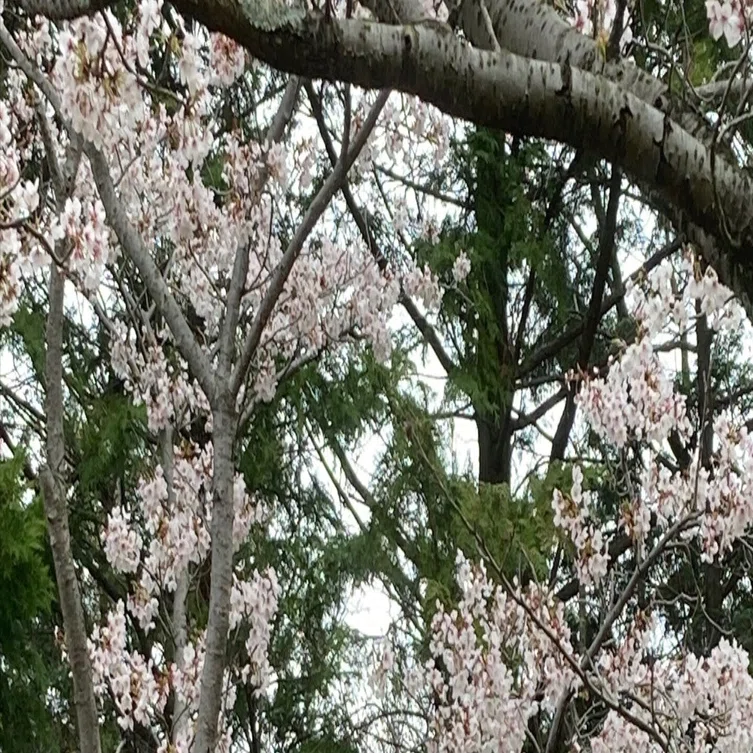 山桜、 南河内郡太子町二上山｜Yukihiko Yamada