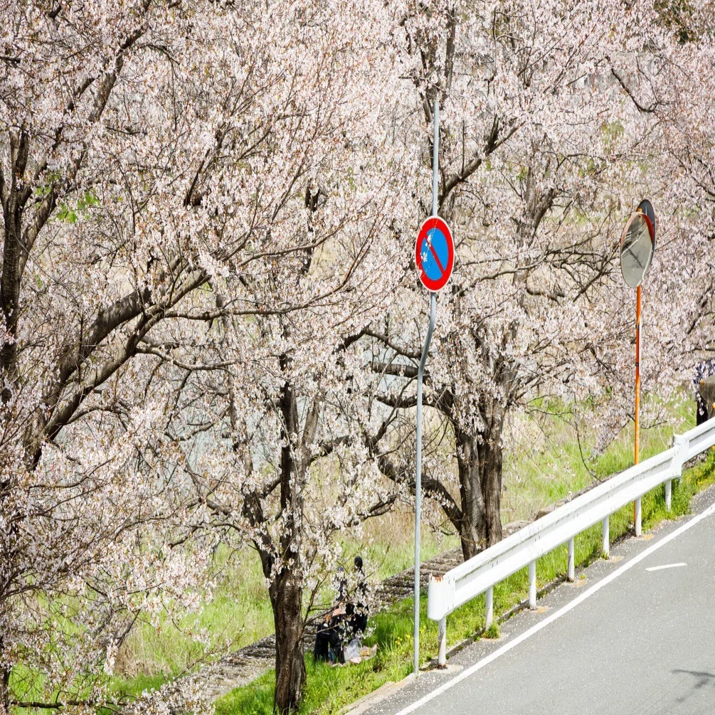 春の訪れ。｜My PHOTO RYOUTA