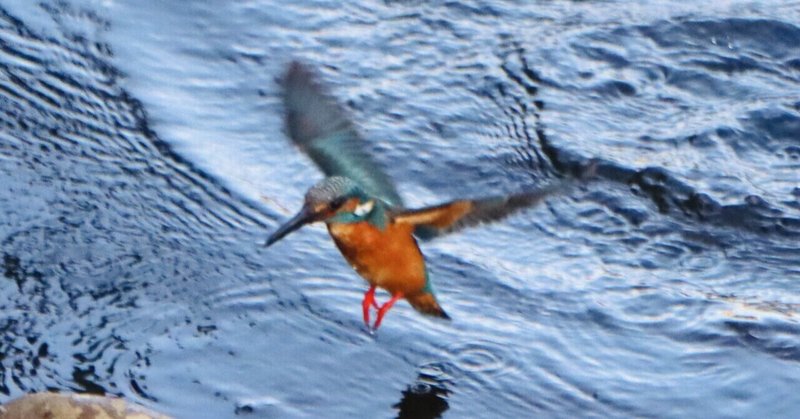 春の躍動 空堀川のカワセミペア