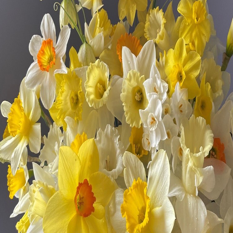 春の花✿お値引き、質問はコメントで✿ 様2点 まとめ商品　A990 、A991 今年の胡蝶蘭はカラフル。3種類とも咲きましたが、古い株は元気が無く