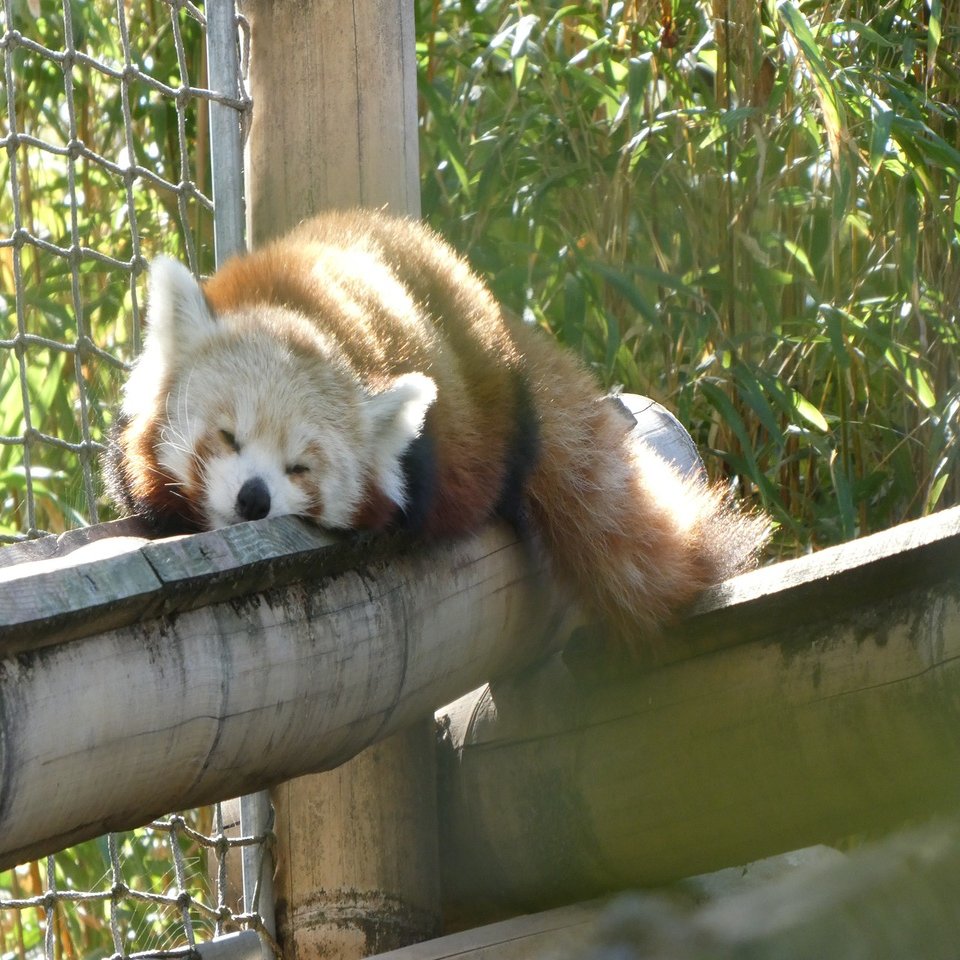 パリの必見スポット パリ植物園付属動物園 白井オオカミ Note