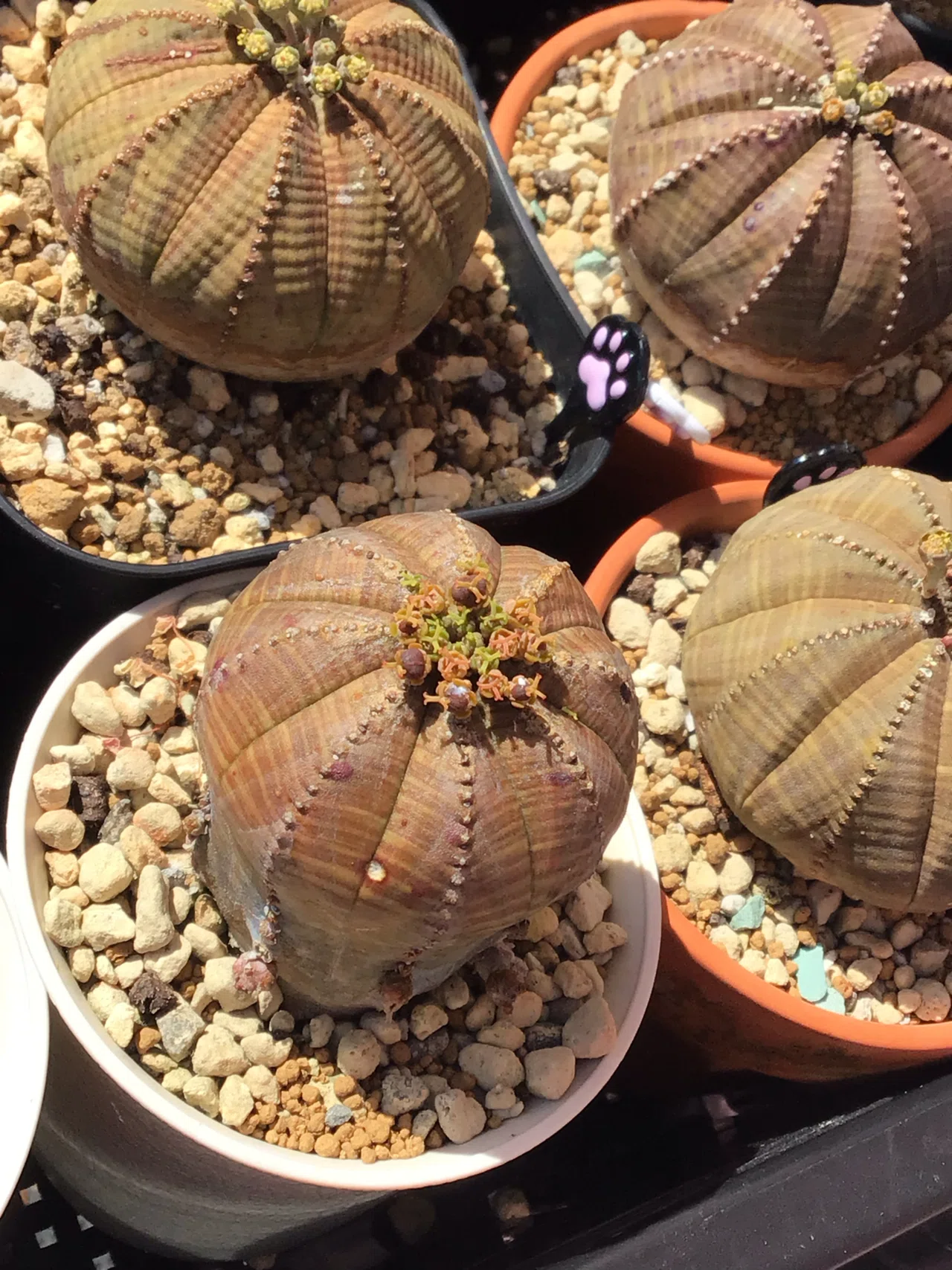 リトープスの種子も採りどきどきがわからない｜たおた🌵Bizarre Shore