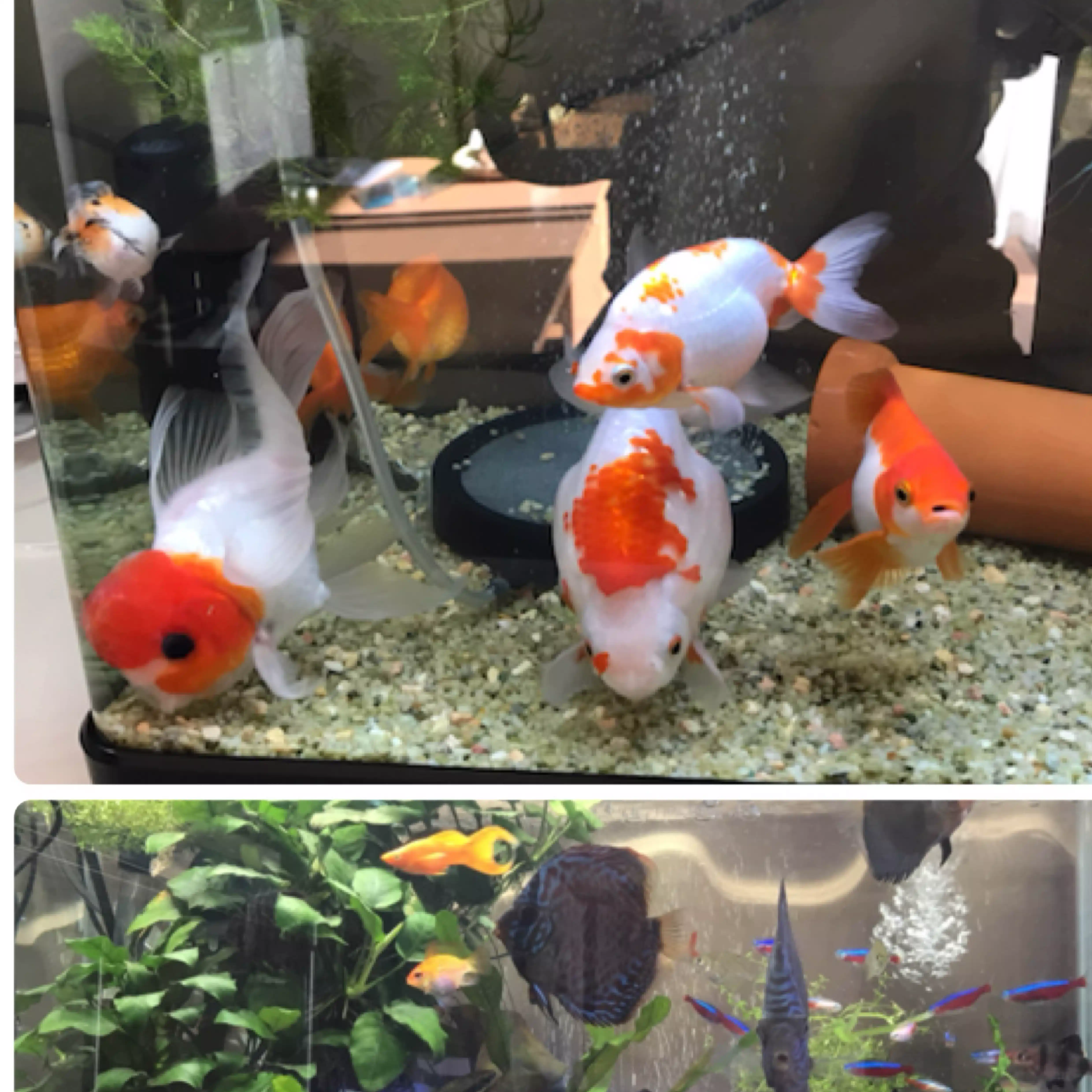 fancy_parrot1607