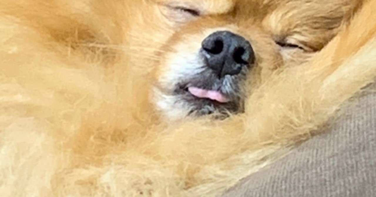 ろくでなし社長が語る 言葉 の話 犬まろ社長 Note