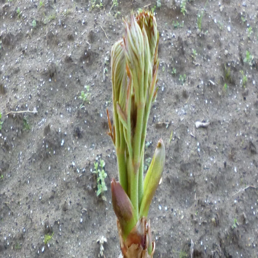 農業 タラの芽2026 芽が成長｜3823