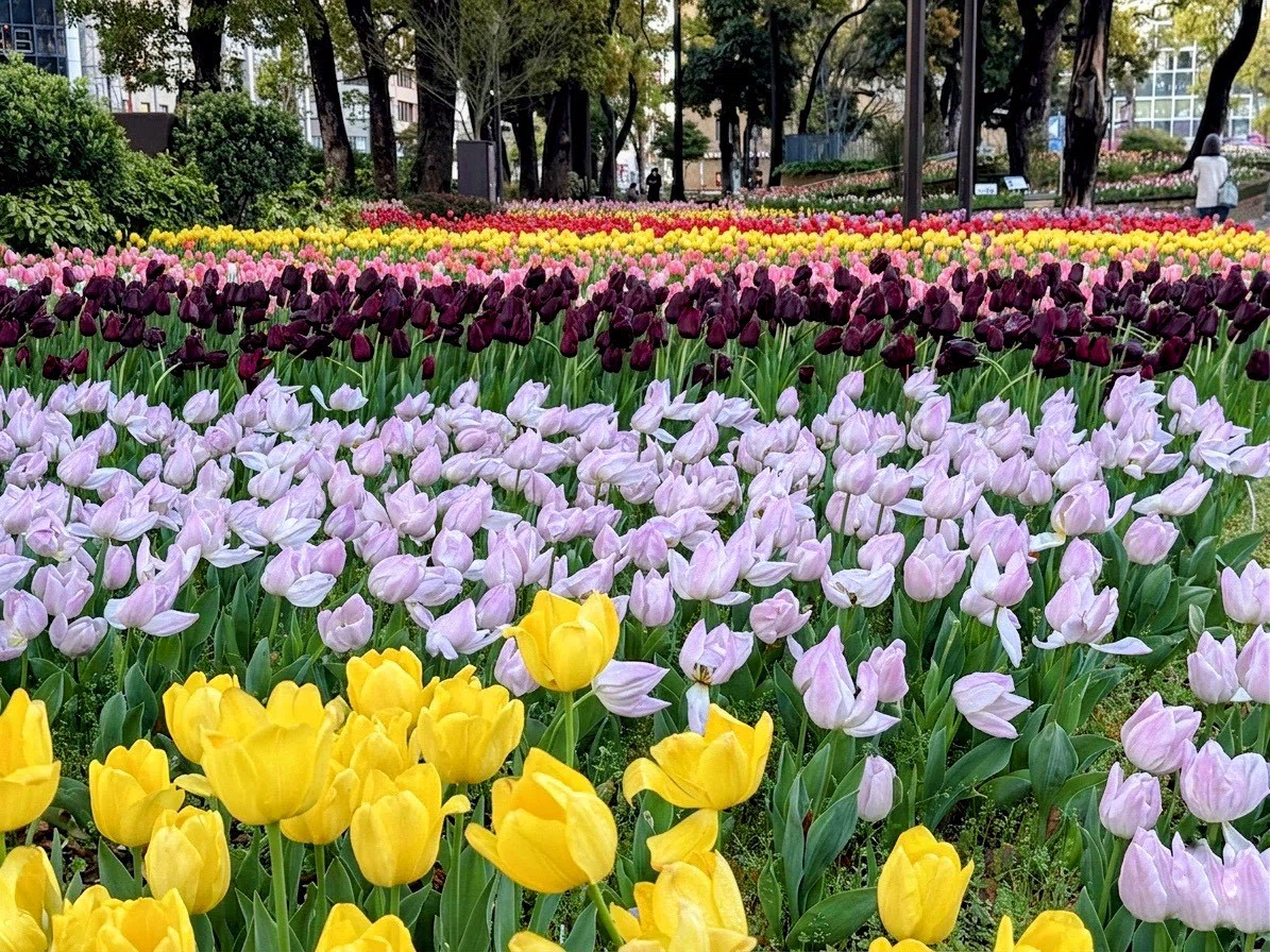 写真】横浜公園チューリップ2026｜フンメルノート