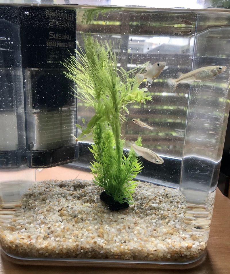 産まれる めだかの学校 岩下 尚義 Note