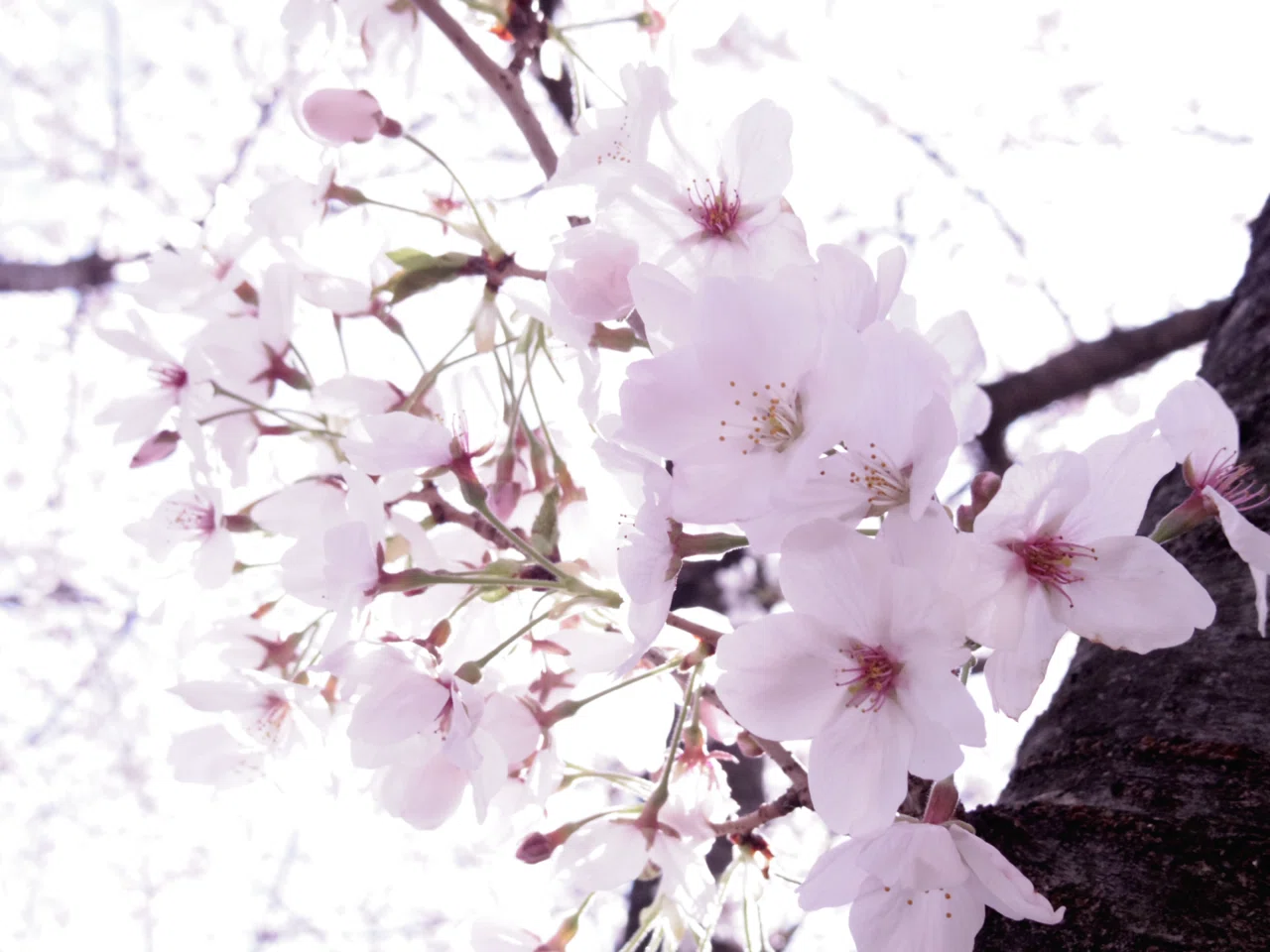 さくら 2026｜NAO (natural art office)
