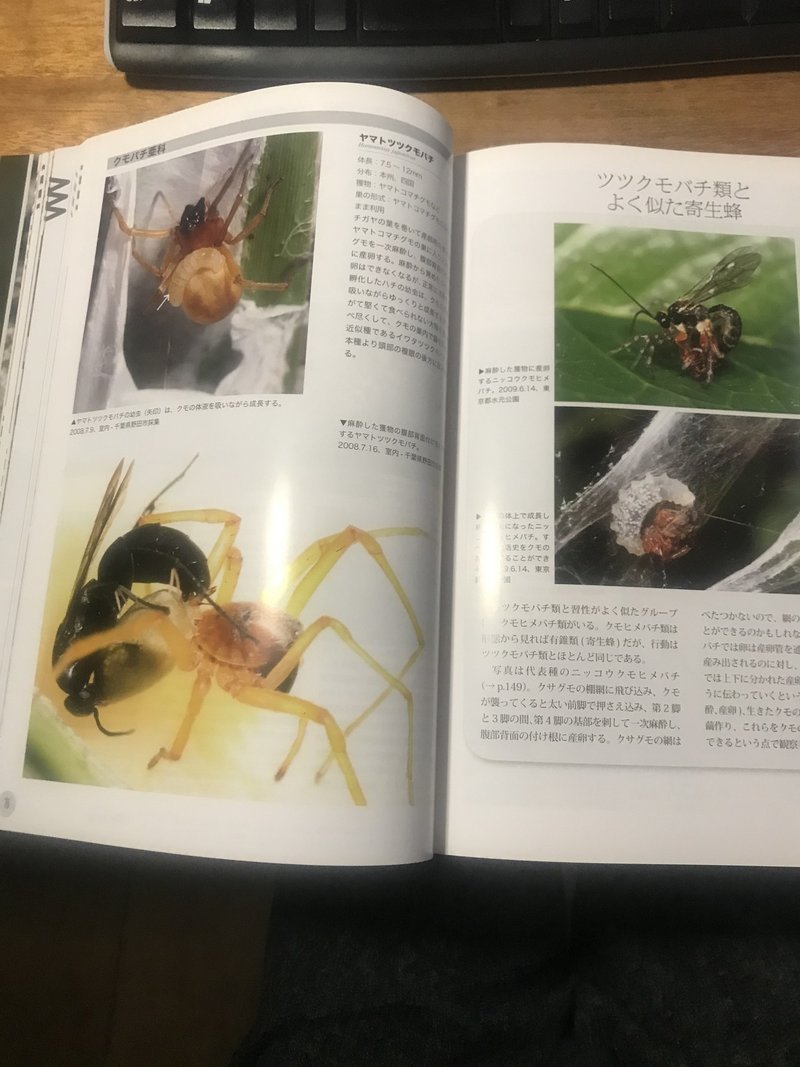 昆虫本の書評 昆虫本編集者のひとりごと 05 狩蜂生態図鑑 Insects Note 昆虫本の書評 昆虫本編集者のひとりごと 05 狩蜂生態図鑑 Insects Note