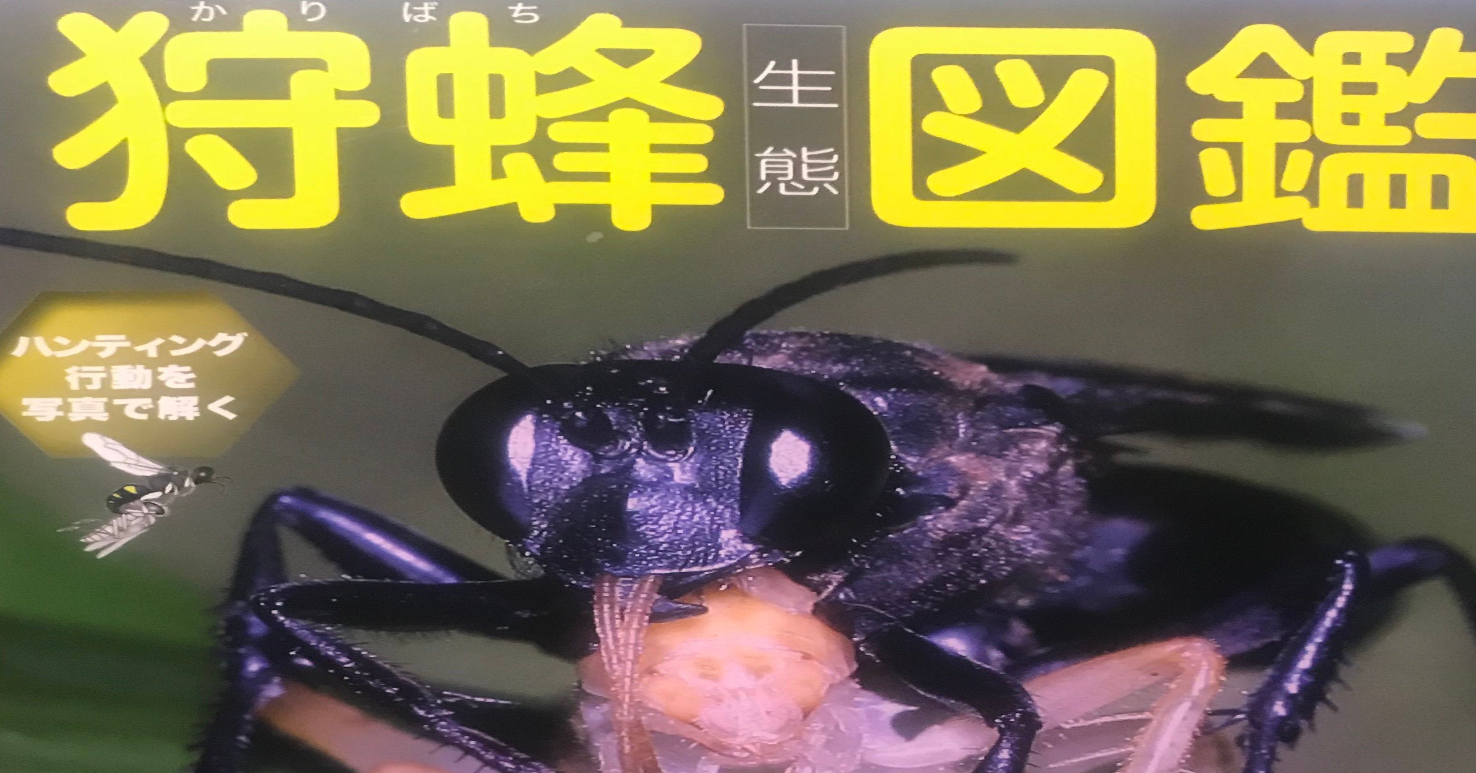昆虫本の書評 昆虫本編集者のひとりごと 05 狩蜂生態図鑑 Insects Note 昆虫本の書評 昆虫本編集者のひとりごと 05 狩蜂生態図鑑 Insects Note