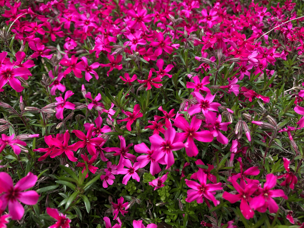 友達の記事に誤用を見つけてロッテンマイヤーさんになった話 目頭あつこ Note