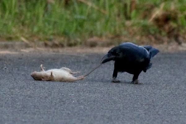 第1038回 スカベンジャーな身近な鳥｜翆野 大地