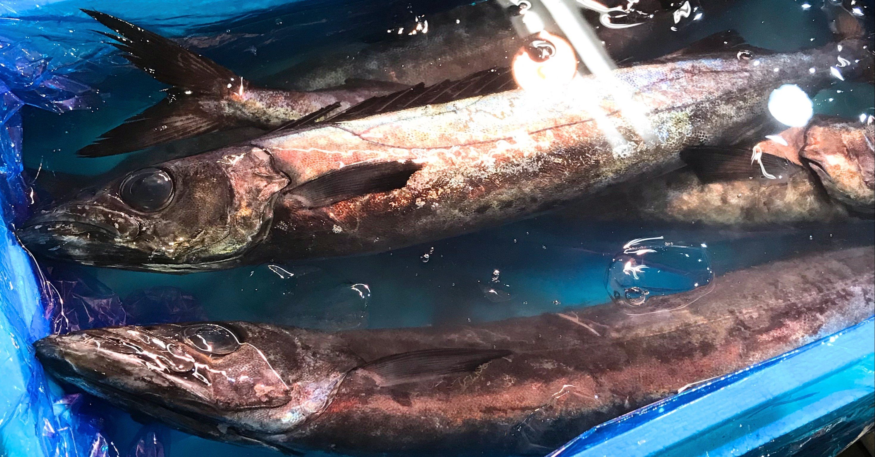 新説 魚食レポvol 5 骨切りクロシビカマスの蒲焼き風握り かにへー 魚食と言葉 Note