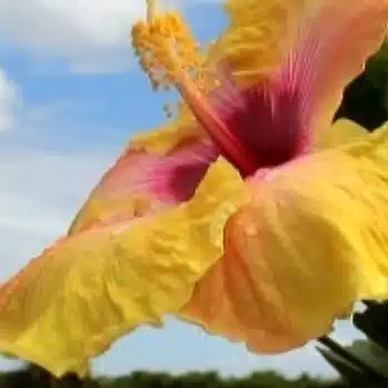 流離人