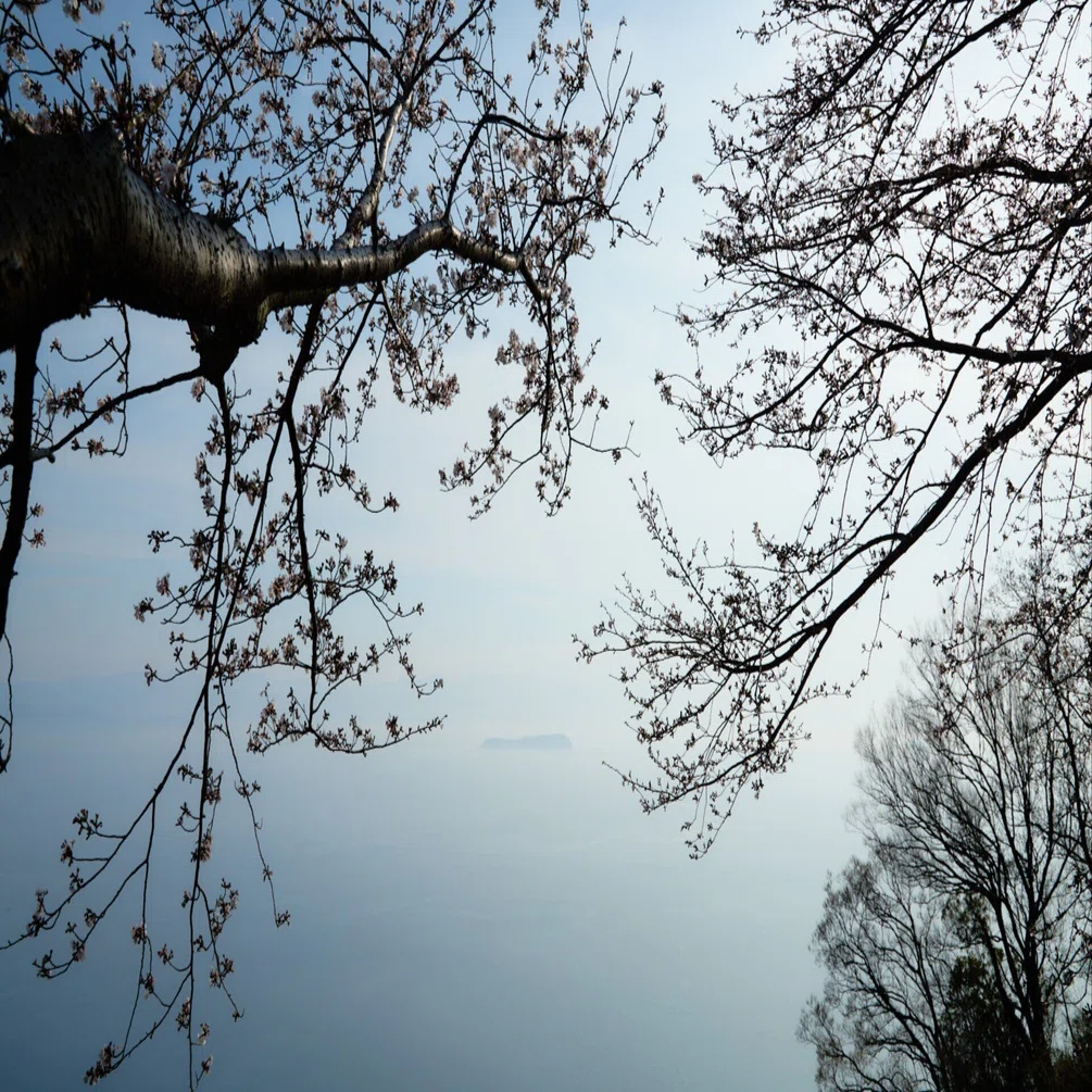紫雲出山の桜｜細木拓也