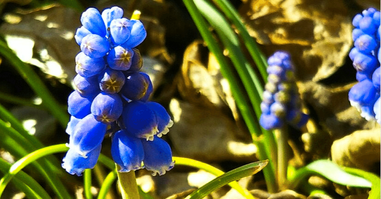 ムスカリ の新着タグ記事一覧 Note つくる つながる とどける