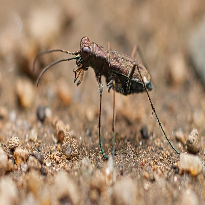 ハンミョウの種類 派手なやつと地味なやつくらいの認識しかなかったけど 25種類もいたんだって 地味なやつ ２種類の画像をアップ T Koba Note