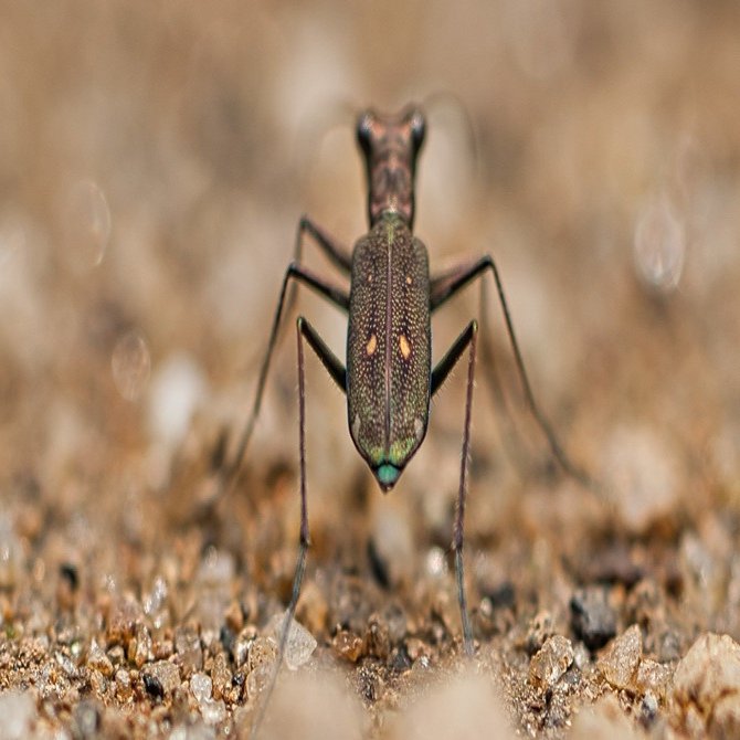 ハンミョウの種類 派手なやつと地味なやつくらいの認識しかなかったけど 25種類もいたんだって 地味なやつ ２種類の画像をアップ T Koba Note