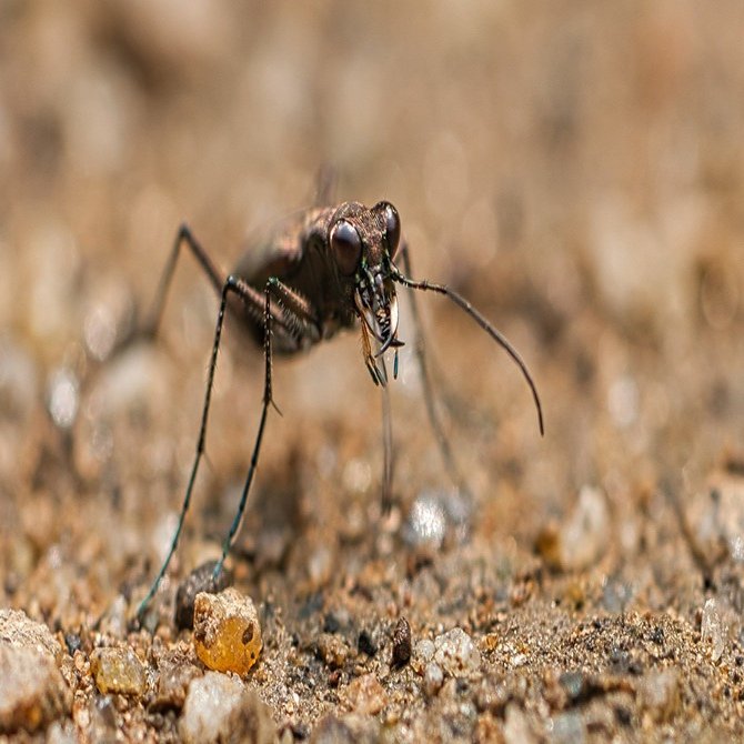 ハンミョウの種類 派手なやつと地味なやつくらいの認識しかなかったけど 25種類もいたんだって 地味なやつ ２種類の画像をアップ T Koba Note