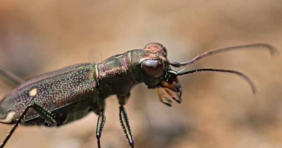 ハンミョウの種類 派手なやつと地味なやつの2種類だけだと思っていたけれど 25種類もいたんだって 2種類だけ画像をアップ T Koba Note