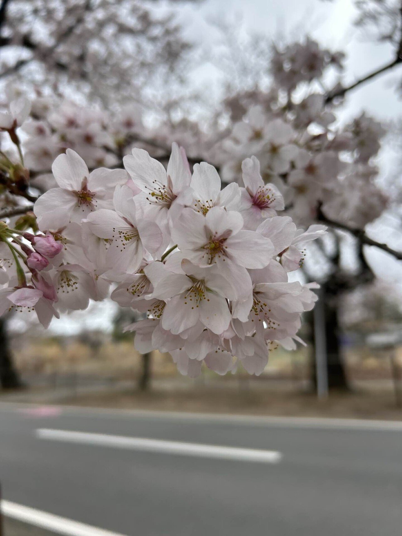 公共交通機関を利用して夜ノ森の桜並木へお花見🌸｜角田涼太（だーりょう）