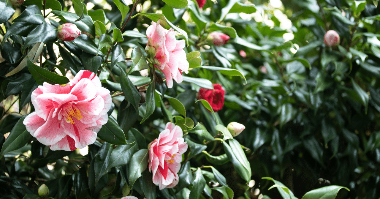 制度・教育・実践のズレはなぜ生まれるのか――日本語教育における「四層の断絶」とその行方――｜linguistics research and ...