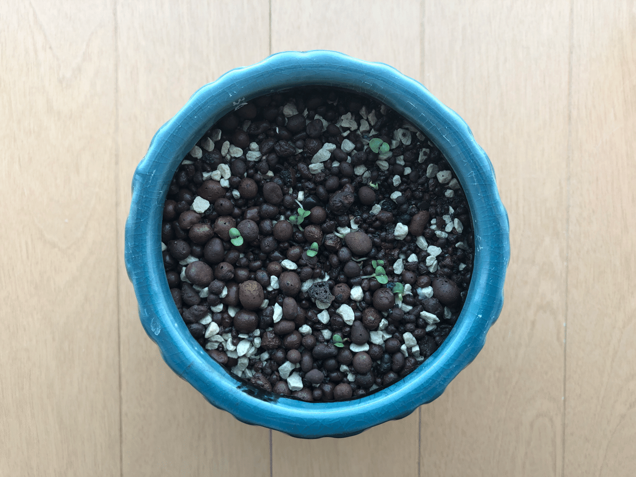 水耕栽培日記 バジル篇 発芽 だう Note