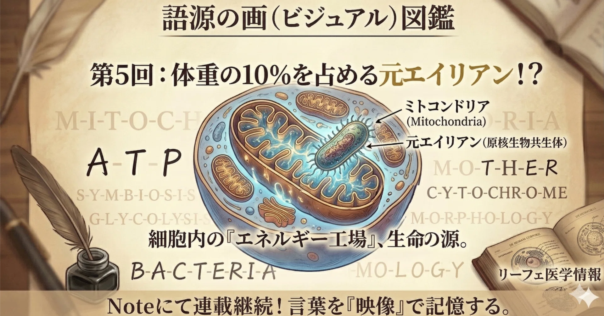 語源の画図鑑】第5回:体重の10%を占める元エイリアン！？ 1細胞に2000