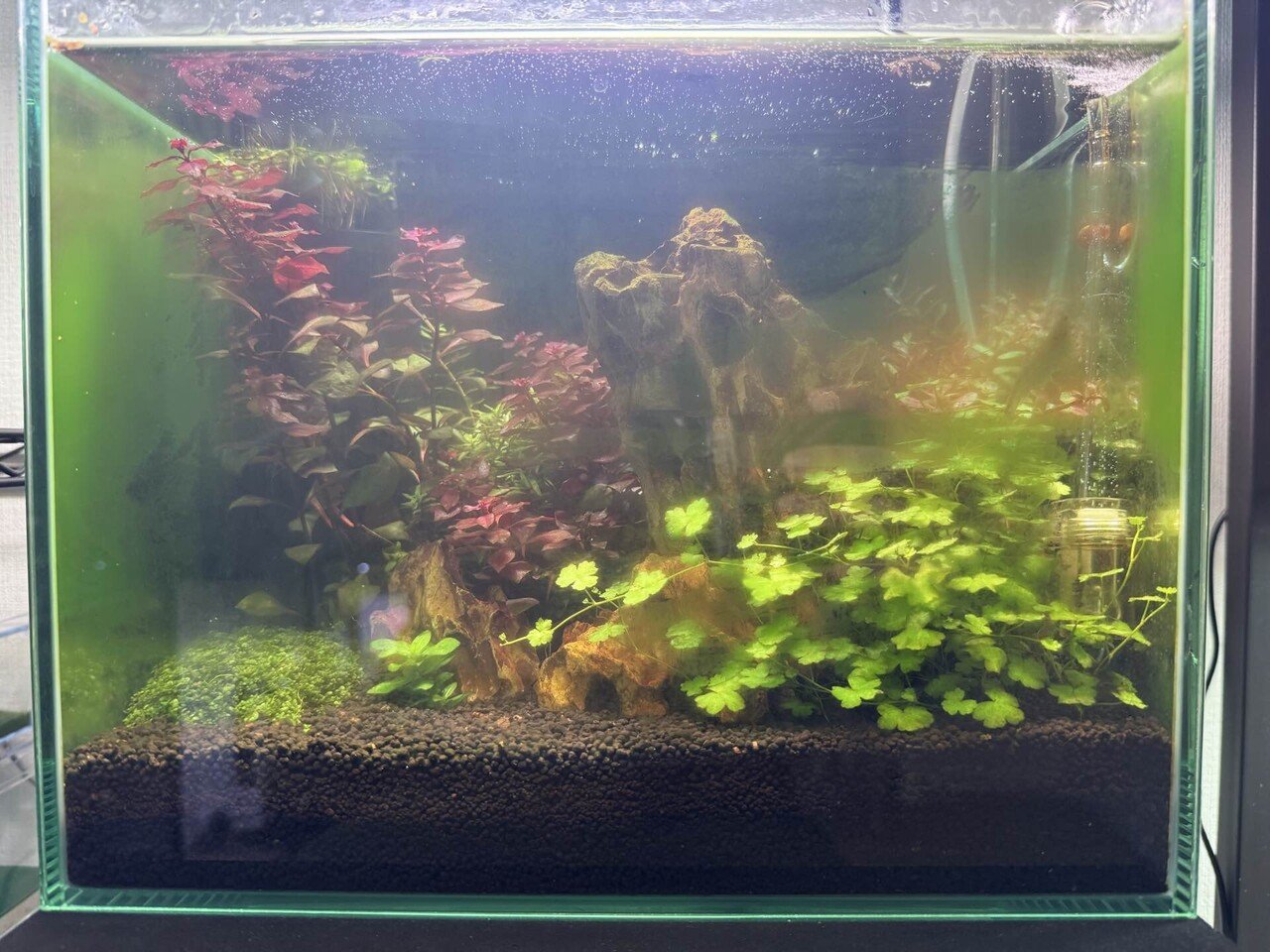30cm水草水槽 2ヶ月目|ケイ 30cm水草水槽 2ヶ月目|ケイ