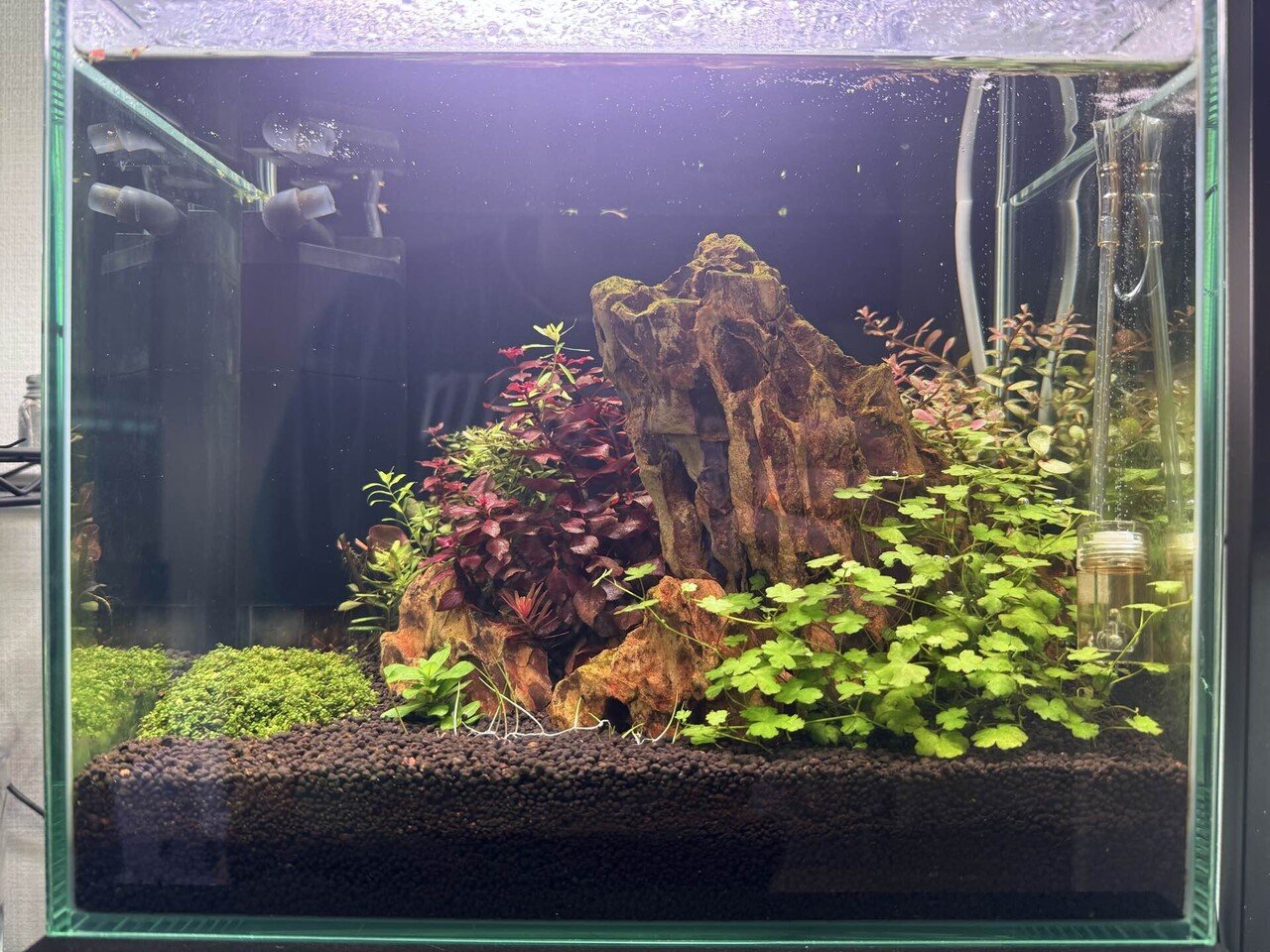 30cm水草水槽 2ヶ月目｜ケイ