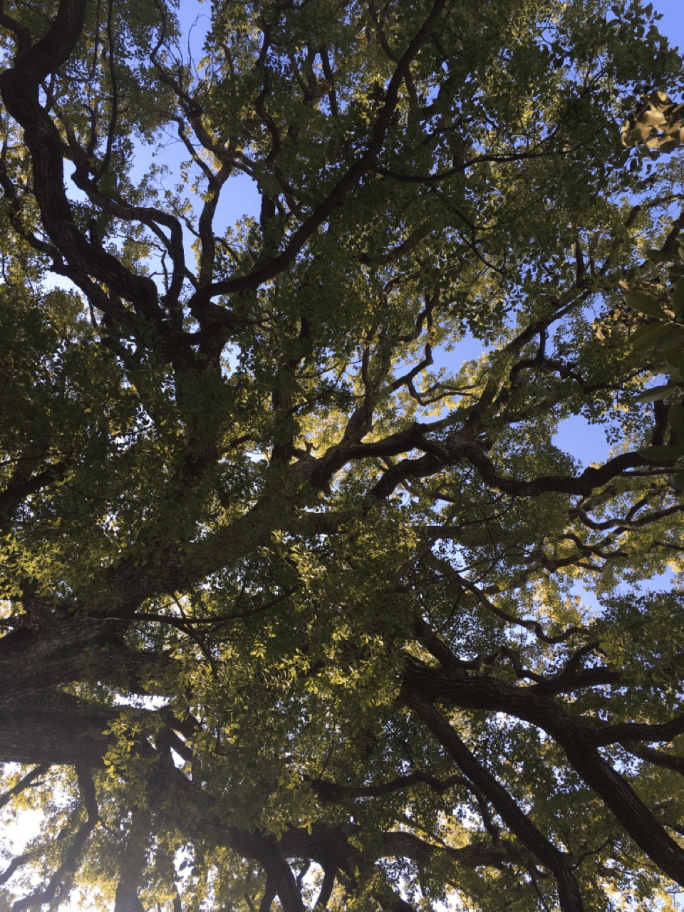 青春18きっぷで巨樹を追いかけた話 その3 東京の巨樹｜harunire0321