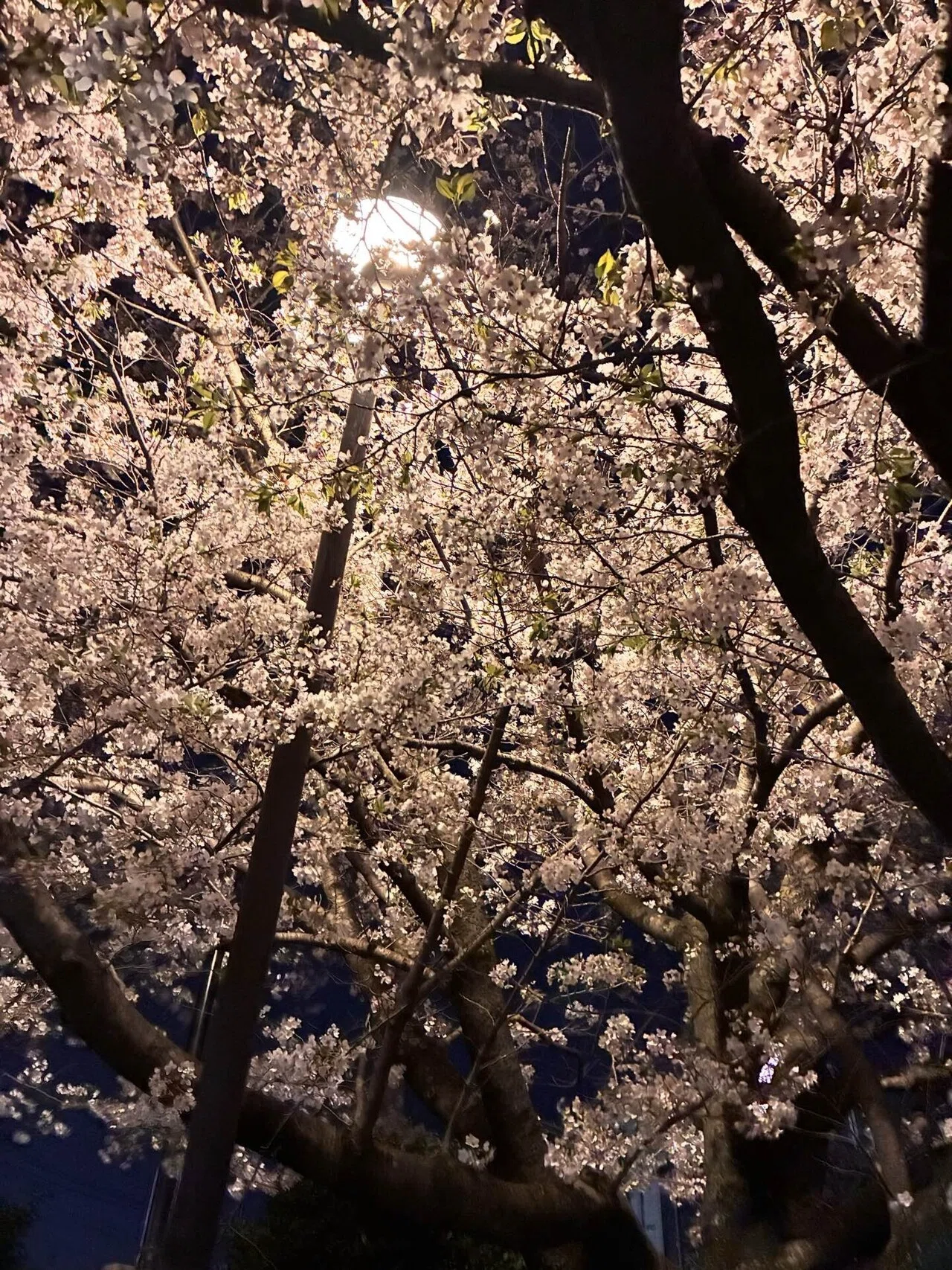 極上 訪問着 希少 黒 枝桜 夜桜 代々木公園と目黒川の夜桜は安定に綺麗でした🌸 この日を待ってい