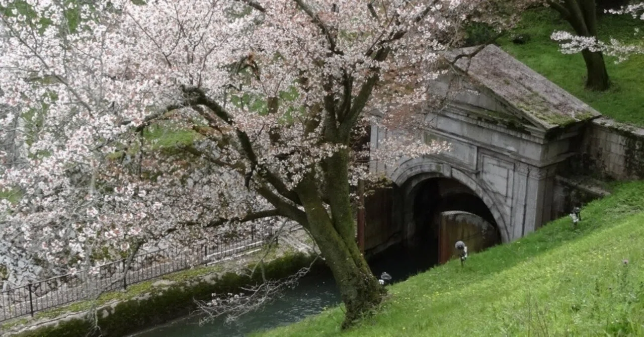 疏水の桜|鴨東 疏水の桜|鴨東