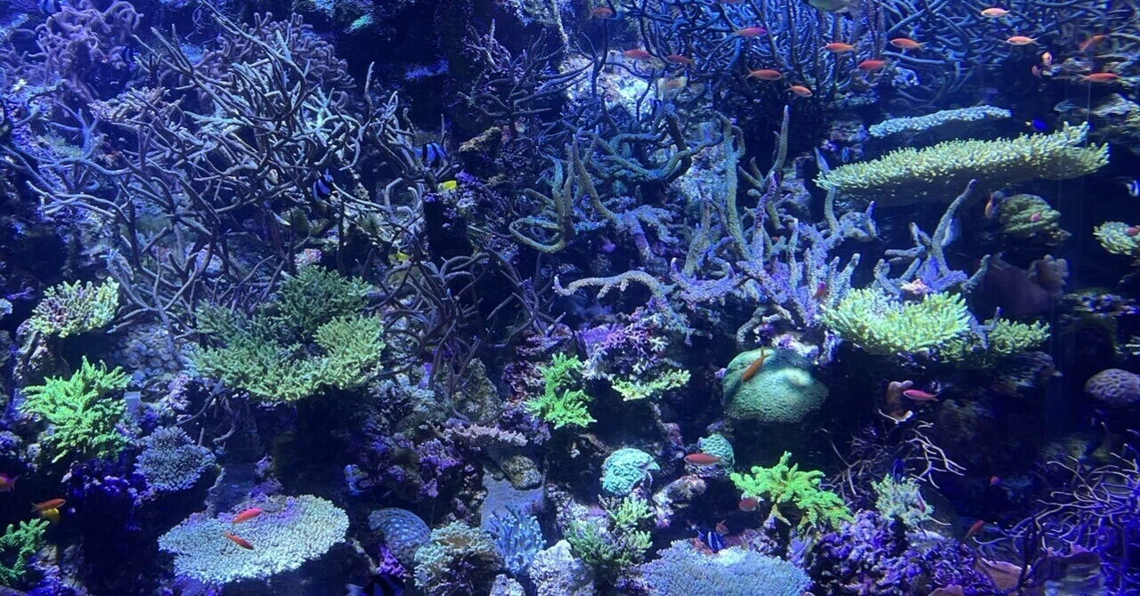 アクアリウムをぶっ壊す〜90cm水槽〜｜トリミィ