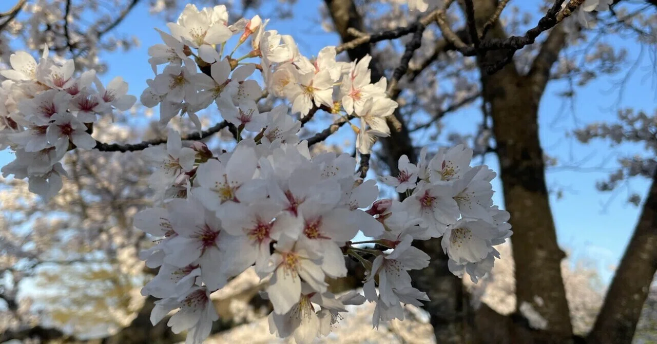お花見にいってきました｜サラダ放る
